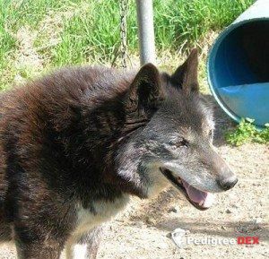 Photo of Raven of Velikaya