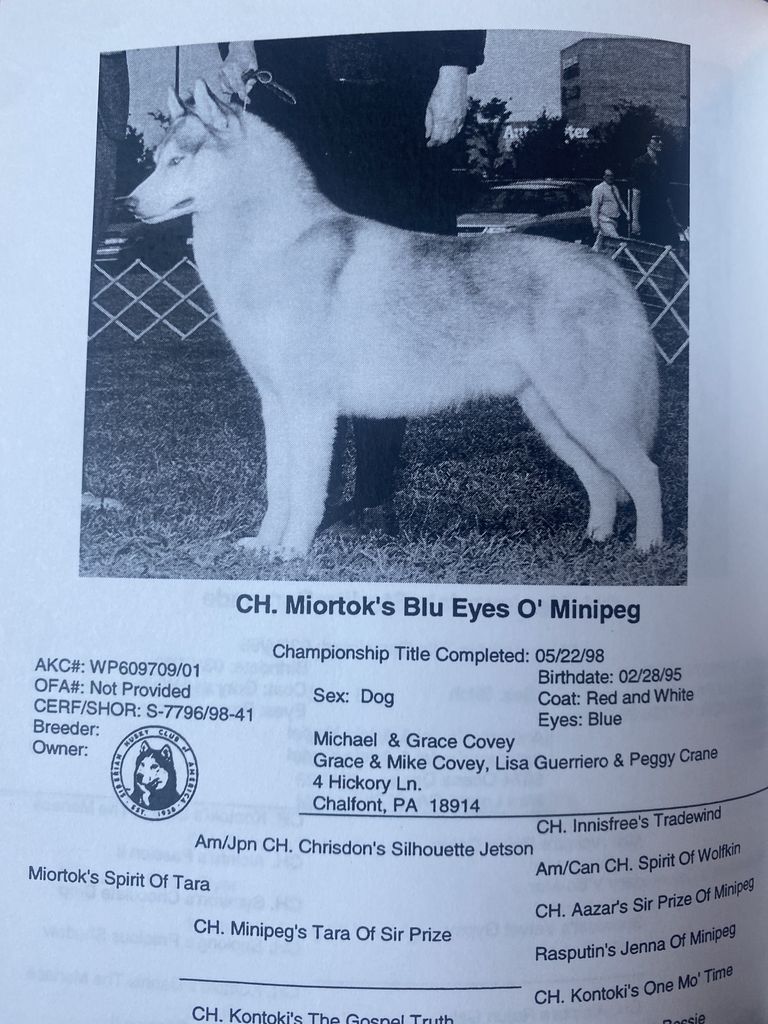 Photo of Miortok’s Blu Eyes O’Minipeg