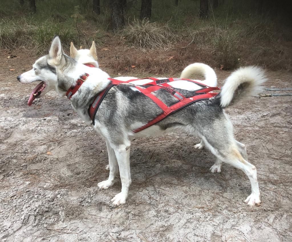 Photo of Houston ab Canis Polaris
