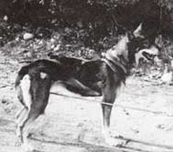 Photo of Igloo Pak’s Sitka