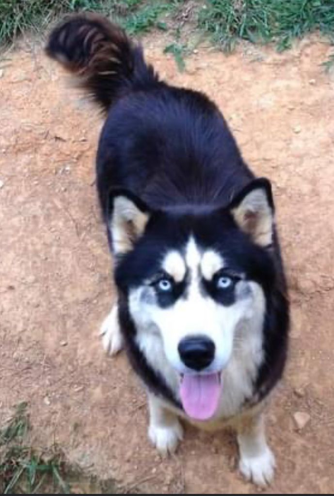 Photo of Sheba Star Sloan