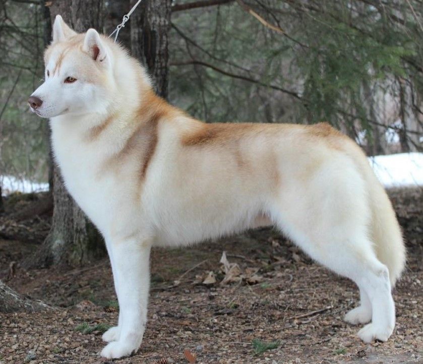 Photo of Nanook’s Canadian Sun