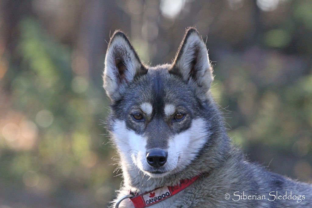 Photo of Siberian Sleddogs Najak