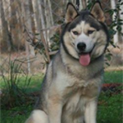 Photo of Rosado’s Skye