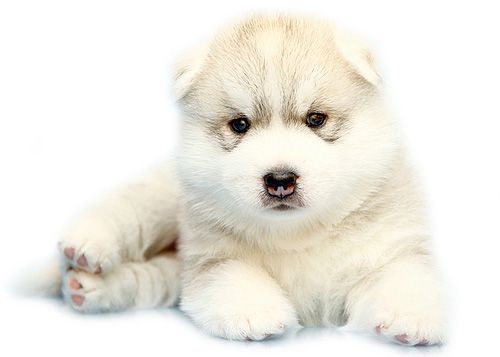 Photo of Siberian Miracle Ideal Gift
