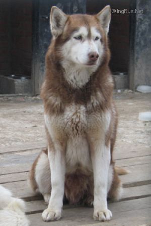 Photo of Triumf-Aligel Jaqueline