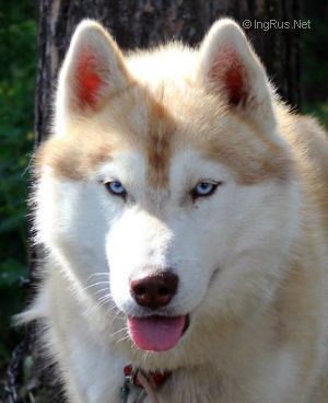Photo of Ozemu S Goluboy Zvezdy