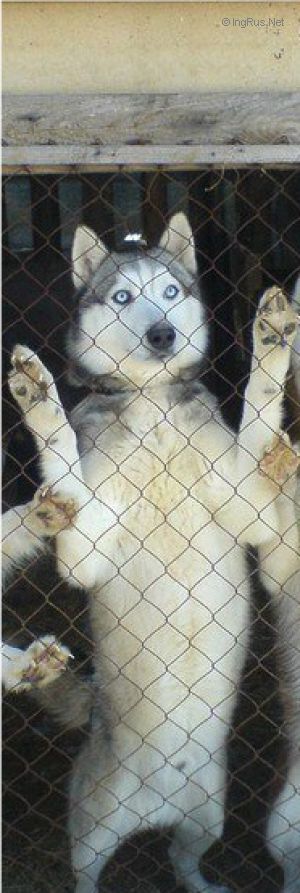 Photo of Husky Haven Fox Ramsey