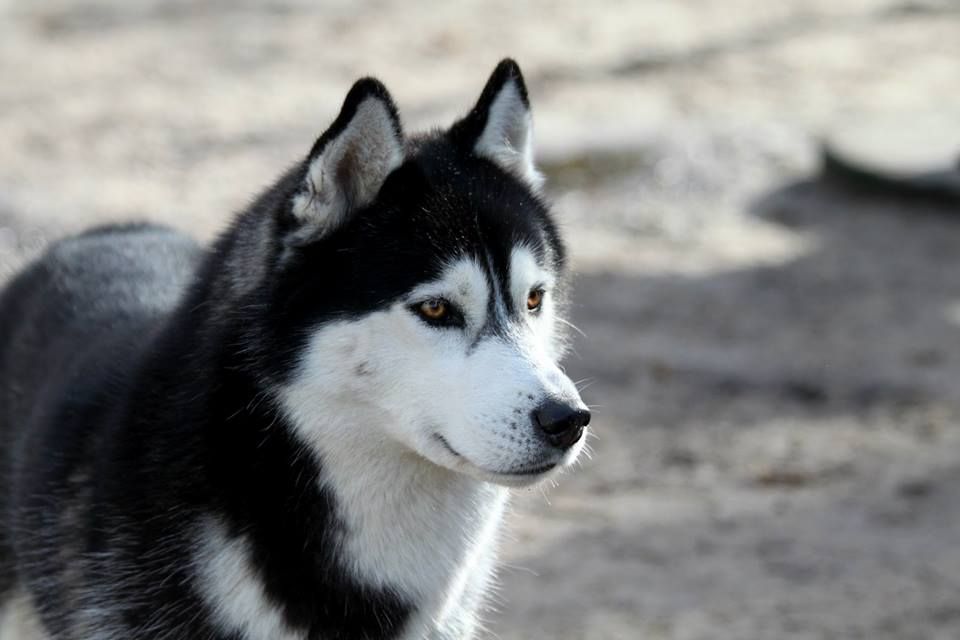 Photo of Iwok Of Cold Winter Nights