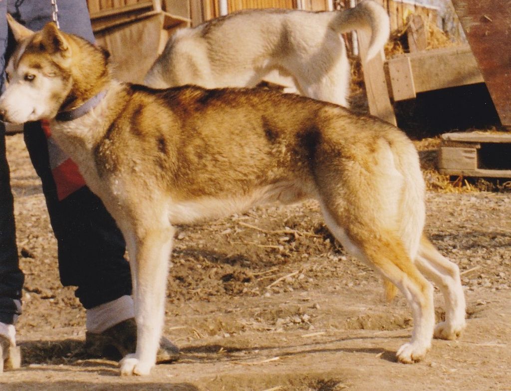 Photo of Draco av Vargevass-A