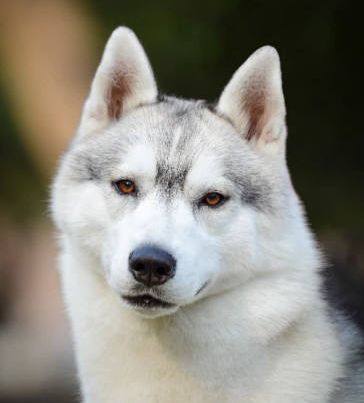 Photo of Zuska's Fezzik del Rio Manso