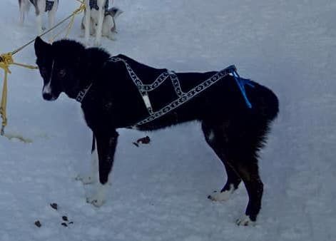 Photo of Indian Tribe Husky's Awinita