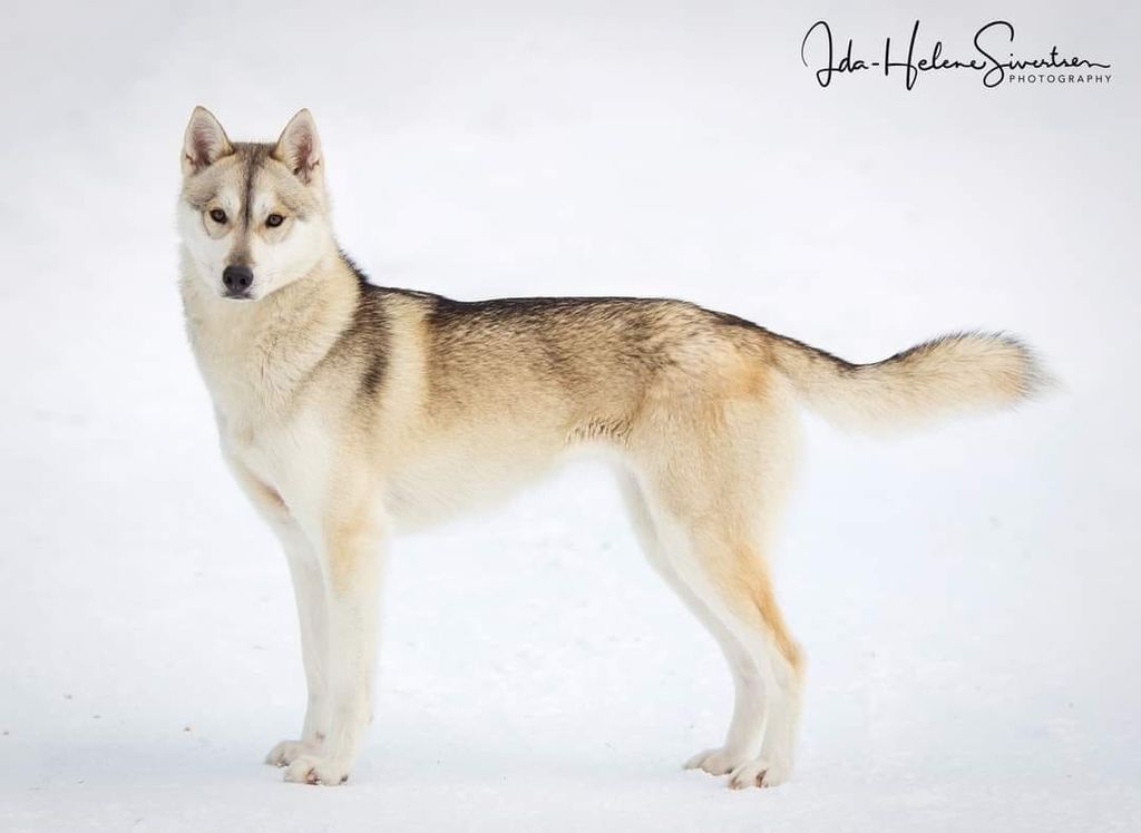 Photo of Ylajärvis Winter Ronin Pandora