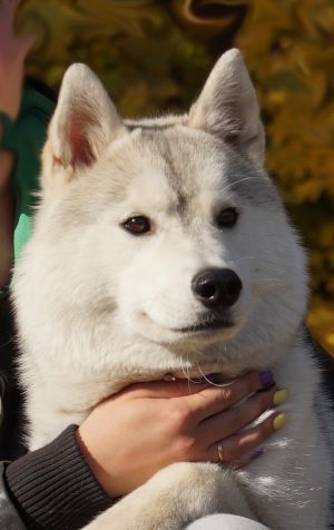 Photo of Siberian Grace Bona Dea