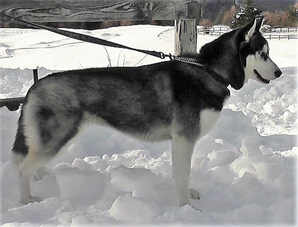Photo of Airwild’s Always with you Maya