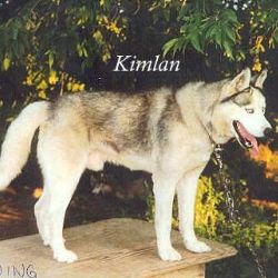 Photo of Kimlan’s Arctic Wing