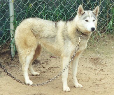 Photo of Alaskan’s Inga Of Anadyr