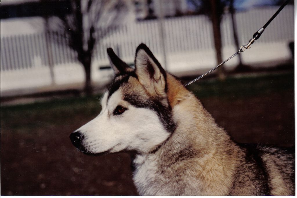 Photo of YukonShadow (IT)