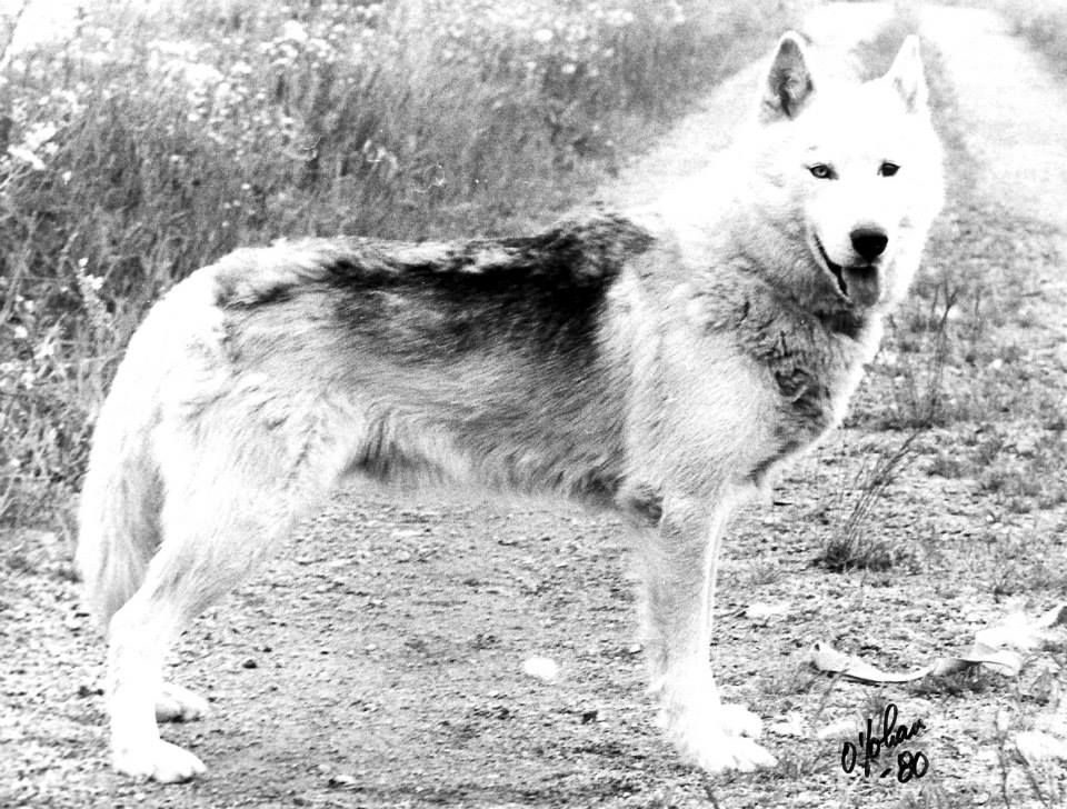Photo of Natomah’s Ruff’n Reddi