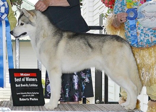 Photo of Syntari’s Starstruck