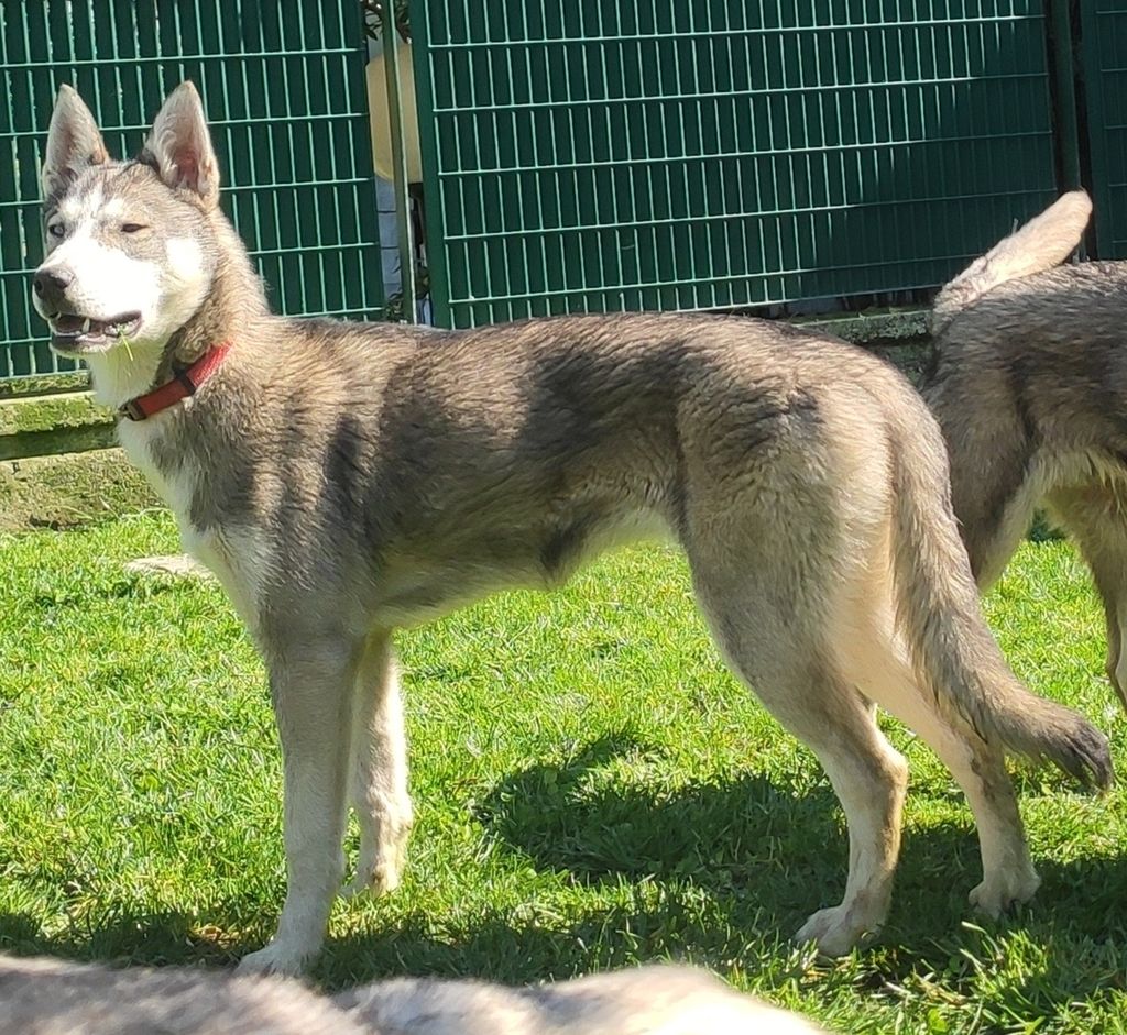 Photo of Durio's kennel D' Nachthexe