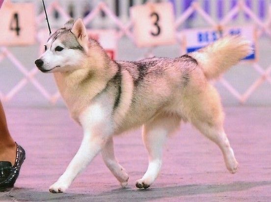 Photo of TLC’s Artic Fox
