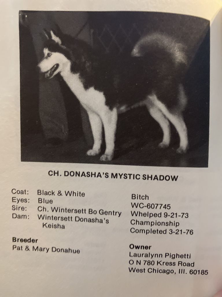 Photo of Donasha’s Mystic Shadow