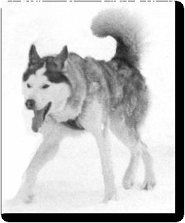 Photo of Igloo Pak’s Grey Cloud