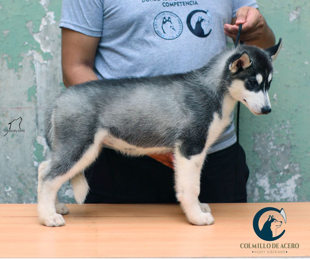 Photo of ARWEN UNDOMIEL COLMILLO DE ACERO