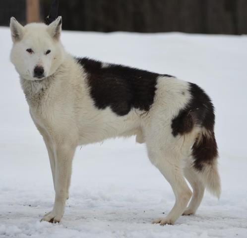 Photo of Sepp Tech's Lakota