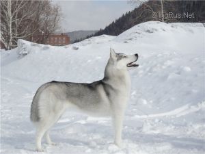 Photo of Husky Haven Afternoon Tea