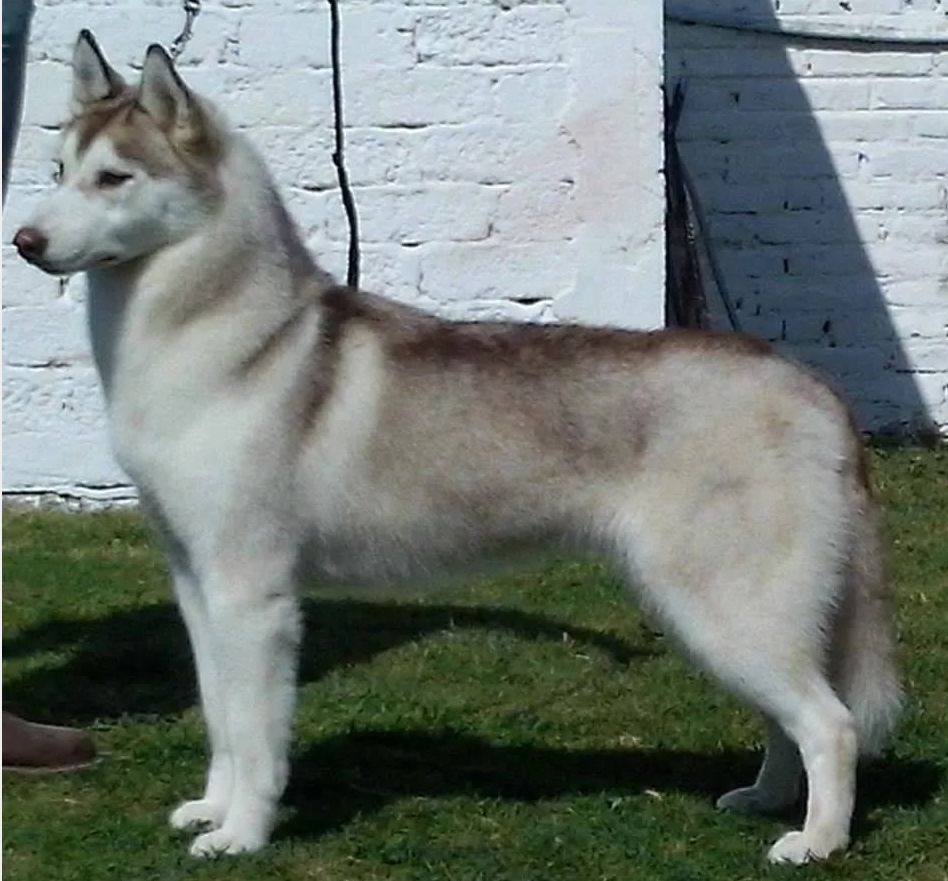 Photo of Snowmist’s B Pink