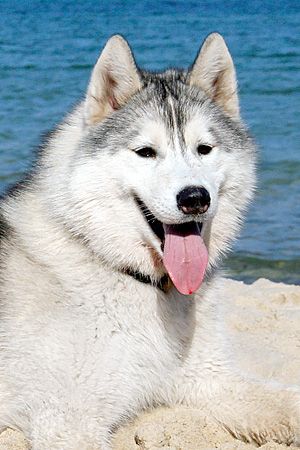 Photo of Belstok Only One On Million