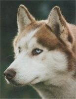 Photo of Jakoutz