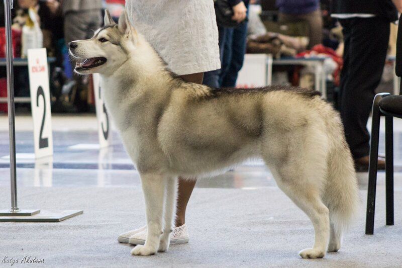 Photo of Husky Haven Zhaklin Mac Kenzi