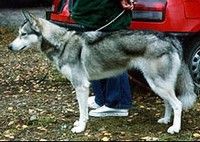 Photo of Arctic Soul Easy