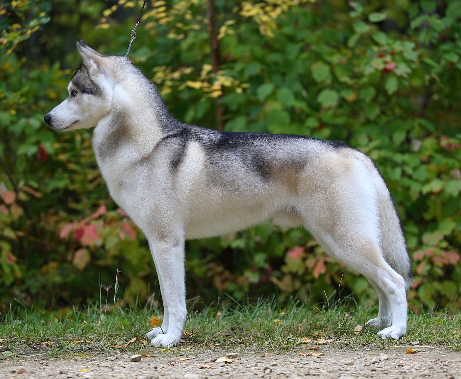 Photo of Nanook Alkasiber Running North