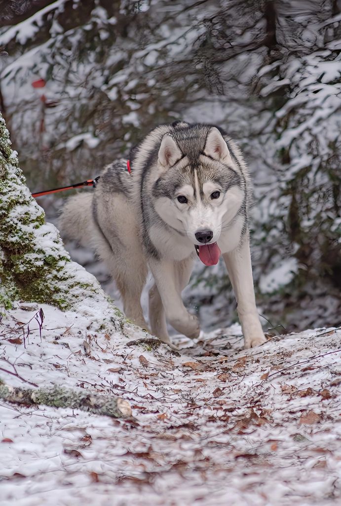 Photo of Yukon Blagorodnyi Brilliant
