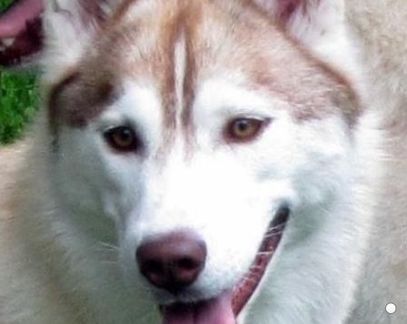 Photo of Chimini’s Hush Lil One