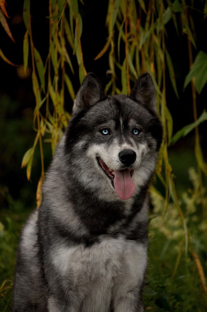 Photo of Aragorn Royal Valor