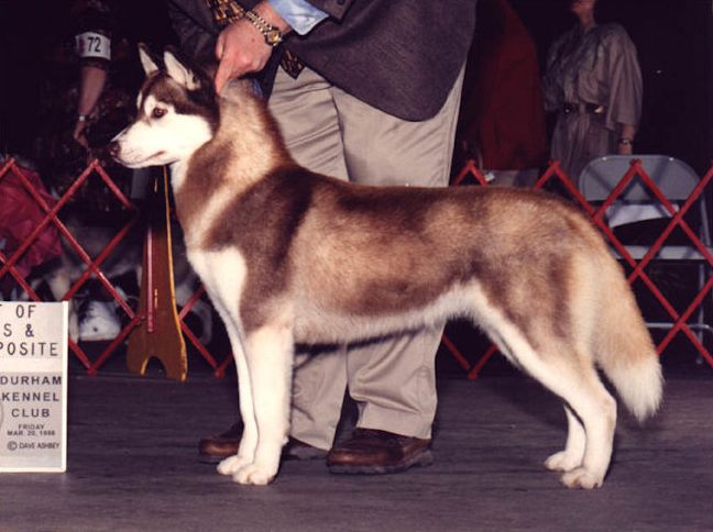 Photo of Kristari’s Tahluu Miss Fire