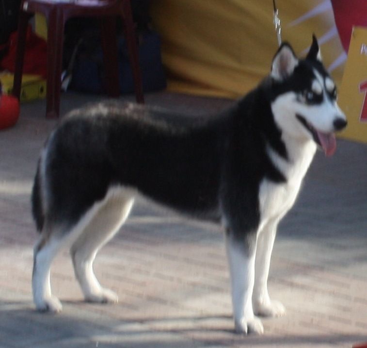 Photo of Severniy Veter Fina
