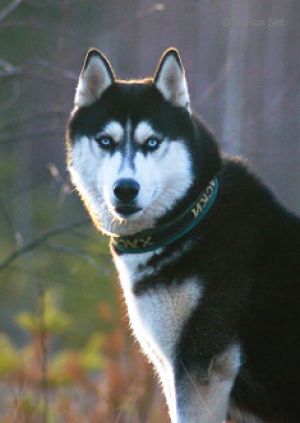 Photo of Vento Libero Brut Lauer Toros