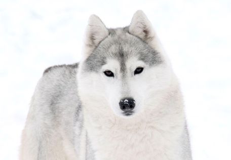 Photo of Karnovanda’s Pretty Is