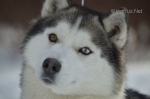 Photo of Husky Haven Energy Level
