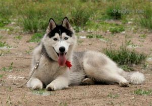 Photo of Husky Haven Maryland Celebrity