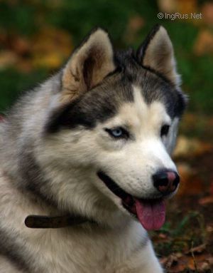 Photo of Optima S Goluboy Zvezdy