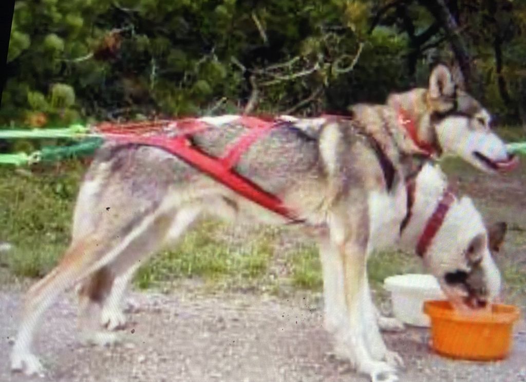 Photo of Trinity Kennel’s Teebee
