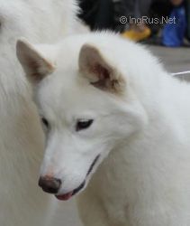 Photo of White Arctica