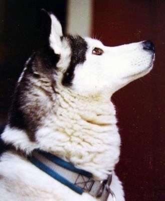 Photo of Serping